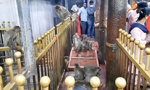 திருத்தணி முருகன் கோவிலுக்குள் 50 குரங்குகள் புகுந்து அட்டகாசம்- ஒரு மணி நேரம் தரிசனம் ரத்து