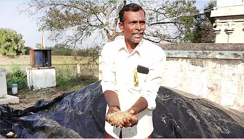 முளைத்த நெல்லை கையில் எடுத்து காட்டும் விவசாயி.