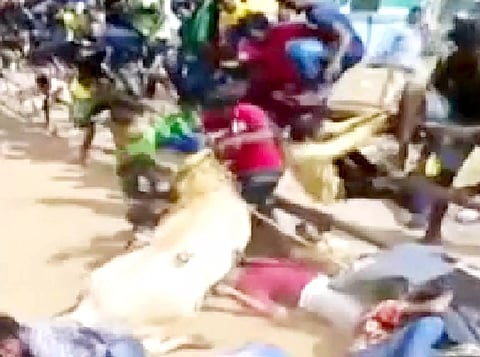 பாலிடெக்னிக் ஊழியர் மீது காளை மோதி விழுந்த காட்சி.