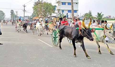 மாட்டு வண்டி பந்தயத்தில் சீறிப்பாயும் காளைகள்.
