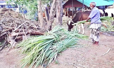 மாடுகளுக்கு தீனியாக கரும்பு சோகையை வழங்கும் விவசாயி.