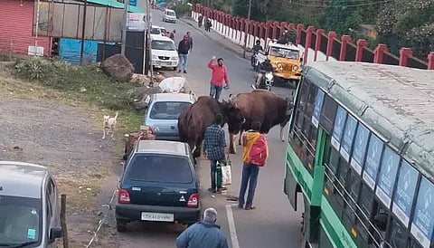 கோத்தகிரியில் சாலைகளில் உலா வரும் காட்டெருமைகள்