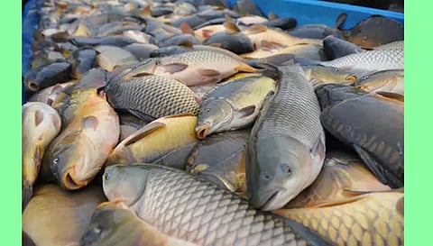 1 கிலோ மீன்கள் ரூ.600 வரை விற்பனை