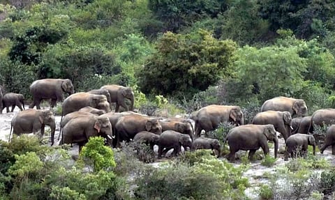 தேன்கனிக்கோட்டை வனப்பகுதியில் 80 யானைகள் முகாம்