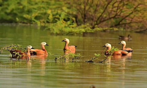 நல்லாற்றில் வரும் கழிவுகளால் நஞ்சராயன்குளம் பாதிக்கும் அபாயம்