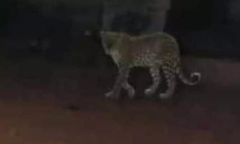 கண்காணிப்பு கேமிராவில் பதிவான சிறுத்தை புலியின் படம்