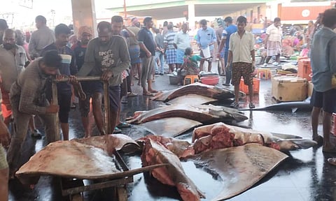 விசைப்படகில் சிக்கிய 4 ராட்சத திருக்கை மீன்கள்.