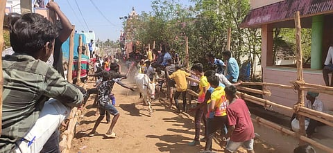 மாடு விடும் விழாவில் காளைகள் முட்டி 5 பேர் காயம்