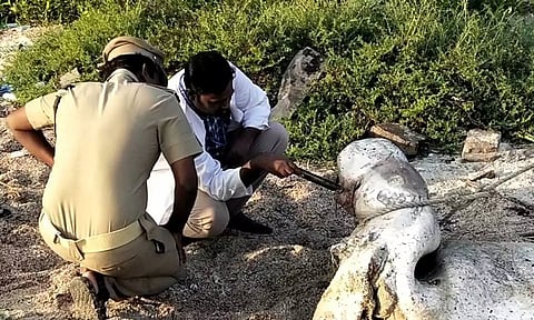 தூத்துக்குடியில் காயங்களுடன் அழுகிய நிலையில் கரை ஒதுங்கிய அரிய வகை கடல் பசு