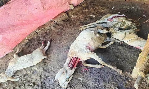 மர்ம விலங்கு கடித்து இறந்து கிடக்கும் ஆடுகள்.