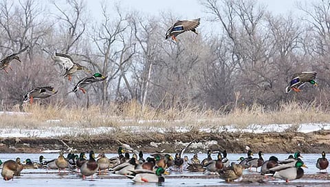 நெமிலிச்சேரி-தையூர் ஏரிகளில் ஆயிரக்கணக்கில் குவிந்த வெளிநாட்டு வாத்துக்கள்: பறவை ஆர்வலர்கள் வியப்பு