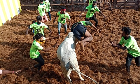 மறவபட்டி ஜல்லிக்கட்டில் தன்னை அடக்க வந்த வீரரை காளை தூக்கி பந்தாடிய காட்சி.