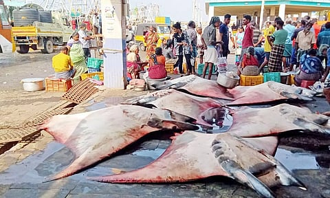 கொம்பன் திருக்கை மீன்களை வியாபாரிகள் போட்டிப்போட்டு ஏலத்தில் வாங்கி சென்றனர்.