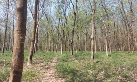  ரப்பர் தோட்டம் 