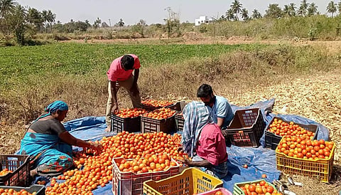 தக்காளி விலை திடீர் உயர்வு