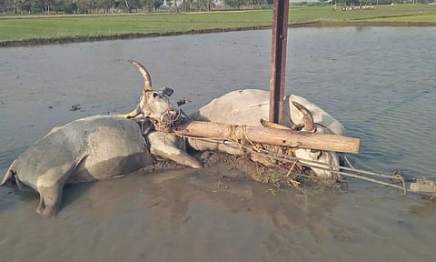 வயலில் உழுதபோது தண்ணீரில் மின்சாரம் பாய்ந்து 2 மாடுகள் பலி