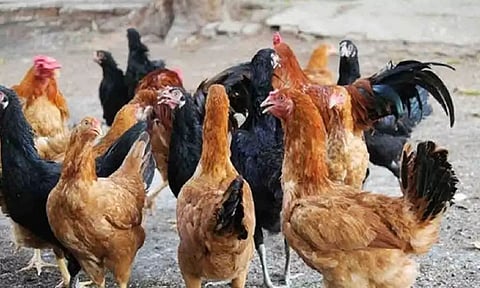 கோப்புபடம்.