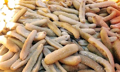 வெளிநாட்டுக்கு கடத்த பதுக்கி வைத்திருந்த ரூ.10 லட்சம் மதிப்பிலான கடல் அட்டைகள் பறிமுதல்