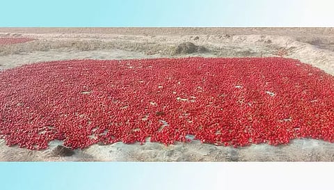 அபிராமம் பகுதியில் உலர்களம் இல்லாமல் விவசாயிகள் வேதனை