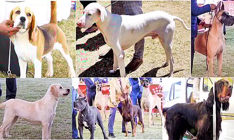 கொடைக்கானலில் நடைபெற்ற நாய் கண்காட்சியில் இடம்பெற்ற நாய்கள்.