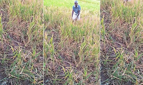 காட்டுப்பன்றிகள் சேதப்படுத்திய நெற்பயிர்களை வேதனையுடன் பார்க்கும் விவசாயி.