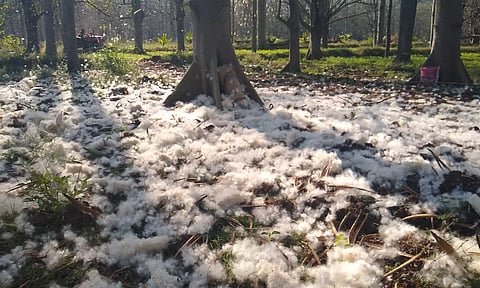 இலவங்காய்களை பறிக்காததால் மரத்தில் இருந்து விழுந்து வெடித்து சிதறி கிடக்கும் பஞ்சு.
