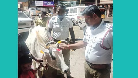 மாடுகளின் கொம்புகளில் ஒளிரும் ஸ்டிக்கர் ஒட்டிய போலீசார்
