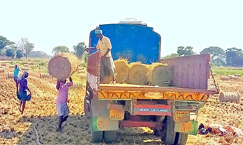 வைக்கோல்கள் சேகரித்து லாரிகளில் எடுத்து செல்லும் வெளியூர் வியாபாரிகள்.