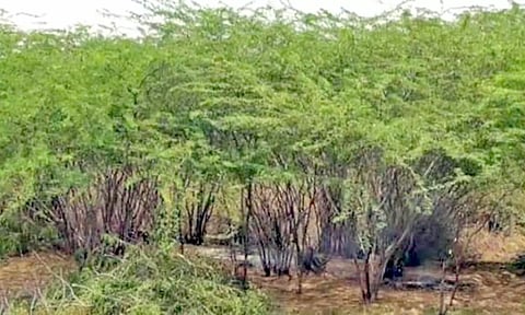 சீமை கருவேல மரங்கள்.