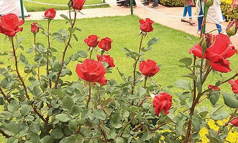 ஊட்டி ரோஜா பூங்காவில் பூத்து குலுங்கும் ரோஜா மலர்கள்