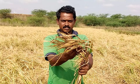 காட்டுப்பன்றிகள் சேதப்படுத்திய நெற்பயிர்கள்