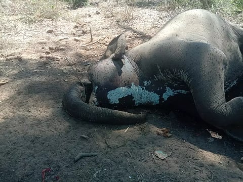 காரமடையில் மர்மமான முறையில் இறந்து கிடந்த பெண் யானை