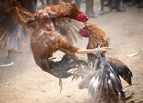 சேவல் வைத்து சூதாடிய 6 பேர் மீது வழக்கு