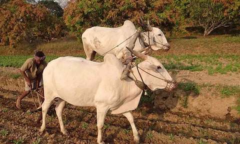 கோப்புபடம்.