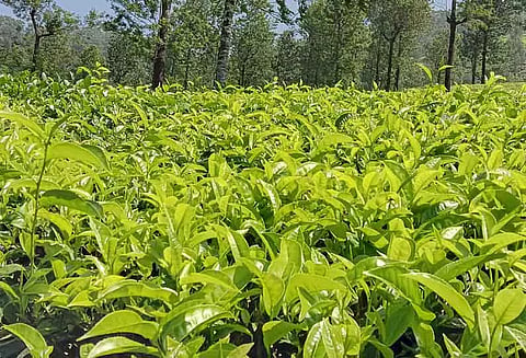 தேயிலை செடிகளுக்கு ஸ்பிரிங்லர் மூலம் தண்ணீர் தெளிப்பு