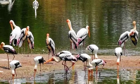 நஞ்சராயன் குளத்திற்கு புதிதாக வலசை வந்த பறவையினங்களை படத்தில் காணலாம்.