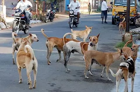 தெரு நாய்களுக்கு குடும்ப கட்டுப்பாடு
