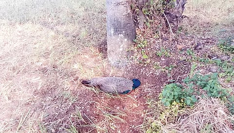 விவசாய நிலத்தில் இறந்து கிடந்த மயில். 