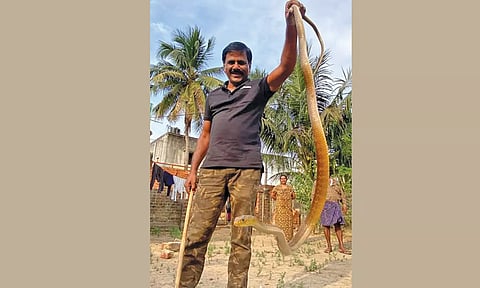 பொன்னேரி அருகே வீட்டு கழிவறைக்குள் புகுந்த 10 அடி நீள சாரைப்பாம்பு