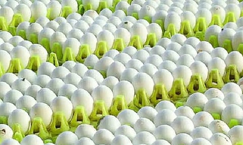 ஒரே மாதத்தில் ரூ.180 கோடி நஷ்டம்- முட்டை கொள்முதல் விலையை அரசே நிர்ணயிக்க கோரிக்கை