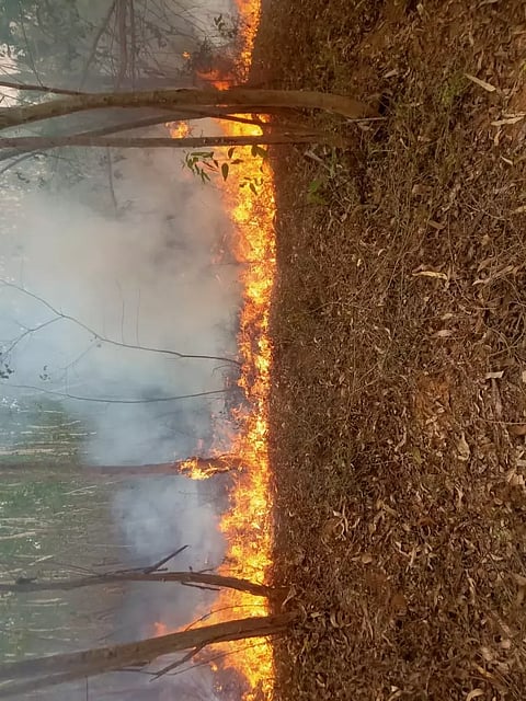 தைலமரத்தோப்பில் தீ விபத்து