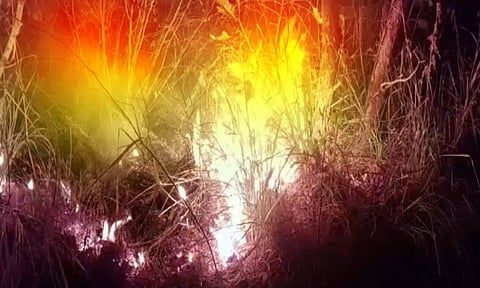 மேக்கரை வனப்பகுதியில் பற்றி எரியும் காட்டுத்தீ.