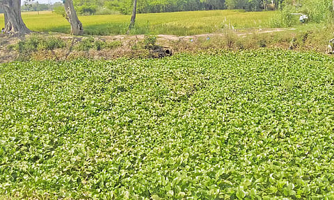சுள்ளான் ஆற்றில் படர்ந்துள்ள வெங்காய தாமரை செடிகள்.