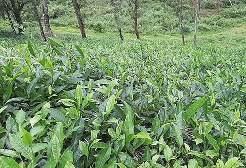 கூடலூர், பந்தலூரில் பச்சை தேயிலை விளைச்சல் பாதிப்பு