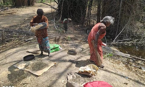 ஆசனூர் அடர்ந்த வனப்பகுதியில் மருத்துவ குணம் நிறைந்த மூங்கில் அரிசி சேகரிக்கும் மலைவாழ் மக்கள்