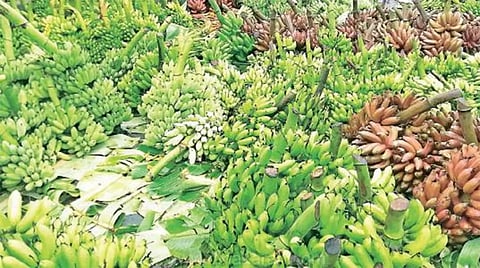 வெப்பிலி ஒழுங்குமுறை விற்பனை கூடத்தில் வாழைத்தார் ஏலம்