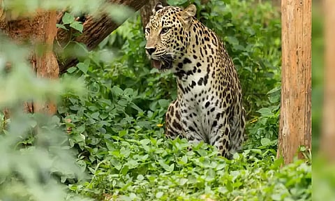 திருப்பதி மலைப்பாதையில் சிறுத்தை நடமாட்டம்- பக்தர்கள் அலறி அடித்து ஓட்டம்