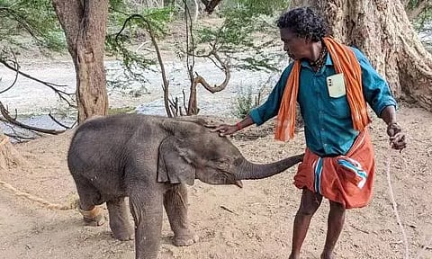 தர்மபுரியில் தாயை பிரிந்து தவித்த குட்டி யானையுடன், முதுமலை பாகன் பொம்மன்.