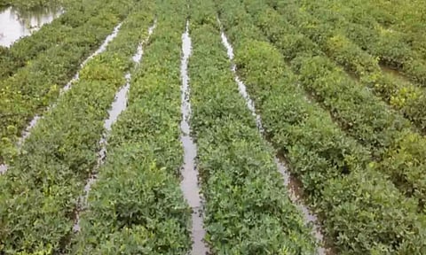 கோப்புபடம்.