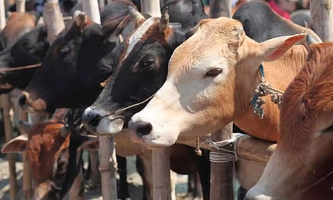 இமாச்சல பிரதேசத்தில் பசு பாதுகாப்புக்கு ஒவ்வொரு மது பாட்டிலுக்கும் கூடுதலாக ரூ.10 வரி வசூல்